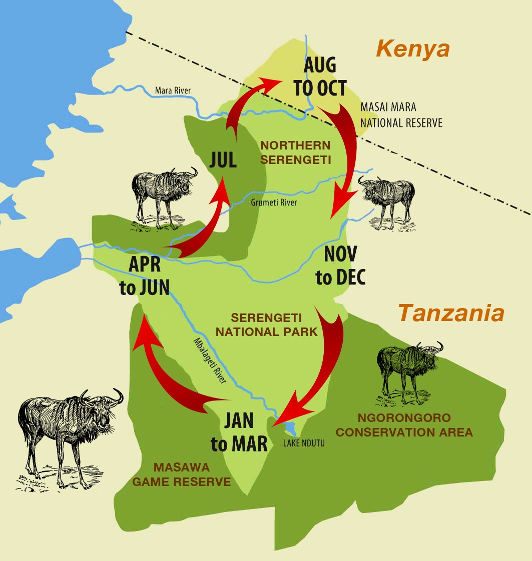 Wildebeest-Migration-Cycle